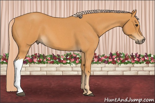 Horse Color: Palomino Roan 