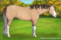 Horse Color:Amber Champagne Splash 