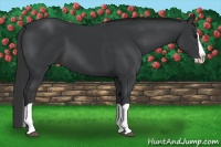 Horse Color:Black Splash 