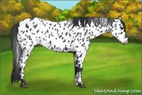 Horse Color:Black Near Leopard 