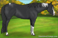 Horse Color:Black Splash Tobiano 