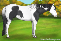 Horse Color:Black Splash Tobiano 