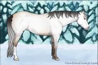Horse Color:Gray Amber Champagne 