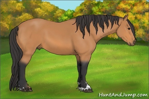 Horse Color:Bay Sabino 