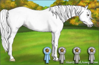 Horse Color:Gray Bay 