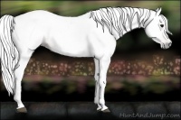 Horse Color:Gray Bay 