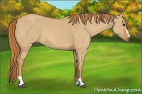 Horse Color:Red Dun Sabino