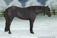 Horse Color:Smoky Black 