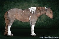 Horse Color:Liver Chestnut Tobiano