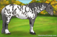 Horse Color:White Spotted Brown Appaloosa Rabicano 