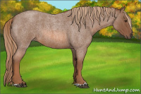 Horse Color:Red Roan