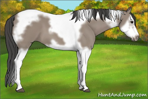 Horse Color: Unknown 