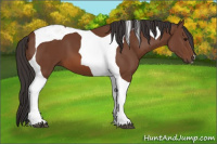 Horse Color:Bay Tobiano 