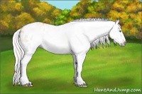 Horse Color:Gray Silver Amber Cream Champagne Roan Dun Splash Tobiano Frame Appaloosa Rabicano 