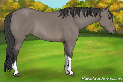 Horse Color:Unknown 