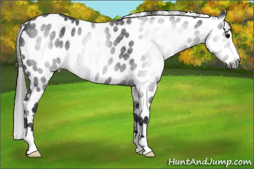 Horse Color:Gray Black Appaloosa 