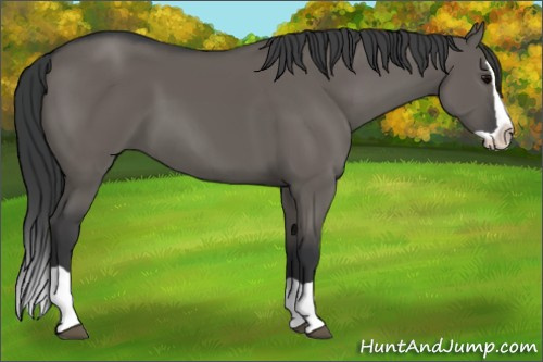 Horse Color: Grullo Splash 