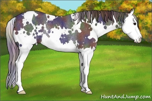 Horse Color: Nacre White Spotted Black Splash Rabicano 