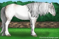 Horse Color:Gray White Spotted Amber Champagne 