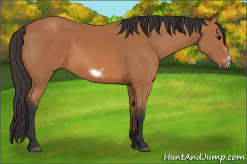 Horse Color:Bay Frame 