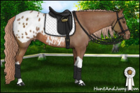 Horse Color:Liver Chestnut Appaloosa 