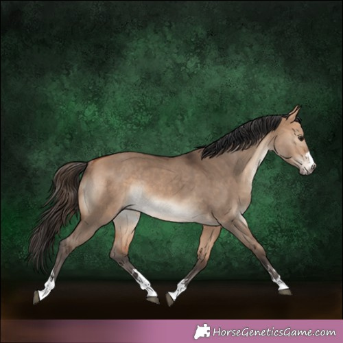 Horse Color:Bay Dun Rabicano 