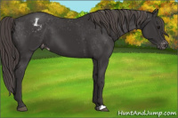Horse Color:Buckskin Blanket 