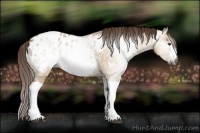 Horse Color:Gray Red Dun Appaloosa 