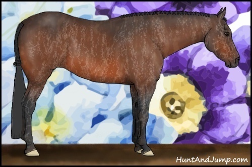 Horse Color:Bay Splash Frame Brindle