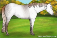 Horse Color:Gray Chestnut 