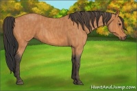 Horse Color:Bay Roan  Brindle