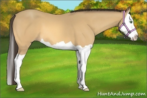 Horse Color: Amber Cream Champagne Splash 