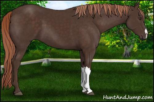 Horse Color: Liver Chestnut 