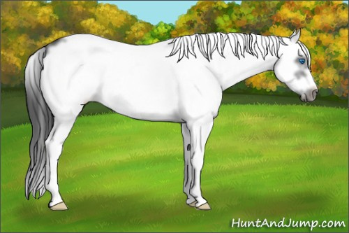 Horse Color: White Spotted Black Splash Frame 