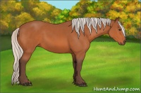 Horse Color:Silver Bay Sabino 