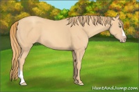 Horse Color:Gold Champagne 