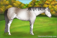 Horse Color:Gray Classic Champagne Sabino 