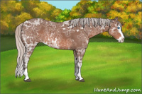 Horse Color:White Spotted Silver Brown Ice Sabino Splash