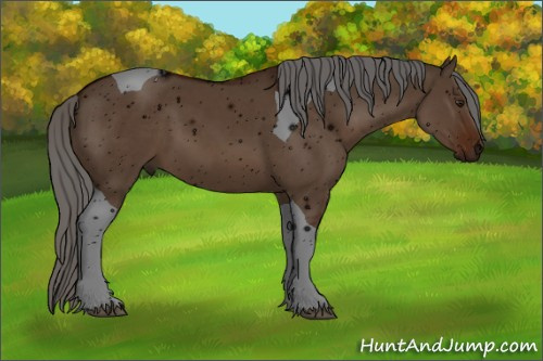 Horse Color: ERROR: UNKNOWN ANOMALY