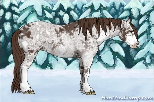 Horse Color: Liver Chestnut Ice Sabino Rabicano 