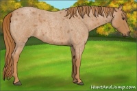 Horse Color:Red Roan 