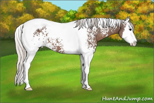 Horse Color: White Spotted Silver Black Splash Tobiano 