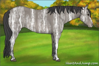 Horse Color:Unknown 
