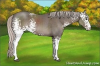 Horse Color:White Spotted Silver Black Sabino 