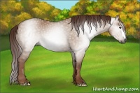 Horse Color:Gray Red Dun 