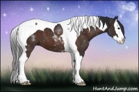 Horse Color:Bay Splash Tobiano