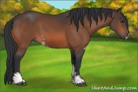 Horse Color:Bay Sabino 