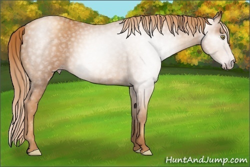 Horse Color:Gray Gold Champagne 