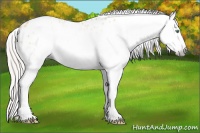 Horse Color:Gray Silver Amber Cream Champagne Roan Dun Splash Tobiano Frame Appaloosa Rabicano 