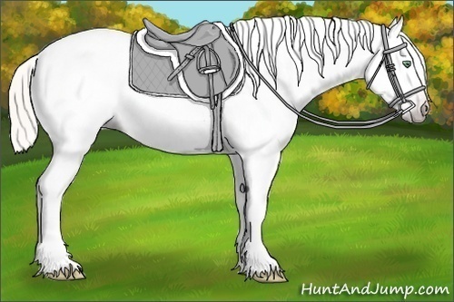 Horse Color:Gray Silver Amber Cream Champagne Roan Dun Splash Tobiano Frame Near Leopard Rabicano 